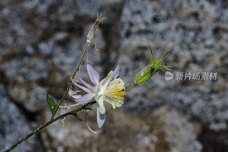 Aquilegia pubescens是一种高海拔的耧斗菜，俗称塞拉耧斗菜、高山耧斗菜和科维尔耧斗菜。它的花很大，通常是乳白色的。约翰缪尔荒野地区的南主教湖。